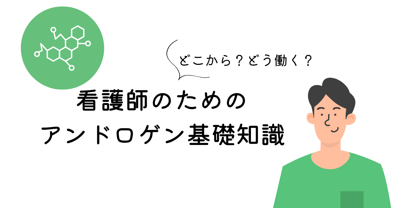「どこから」「どう働く」？看護師のためのアンドロゲン基礎知識